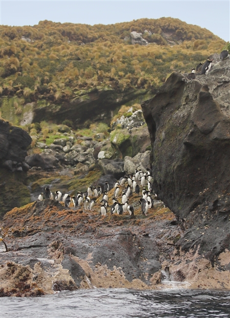 Antipodes 0740 m Erect Crested Penguin Eudyptes sclateri